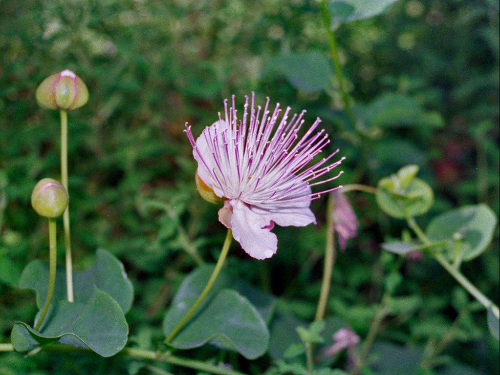 Un fiore rosa da identificare - Capparis spinosa